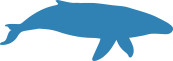 Whale